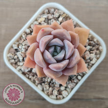 Load image into Gallery viewer, Echeveria &#39;Pink Ice&#39; - John &amp; Norma&#39;s Succulents Australia
