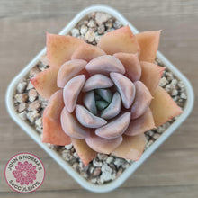 Load image into Gallery viewer, Echeveria &#39;Pink Ice&#39; - John &amp; Norma&#39;s Succulents Australia
