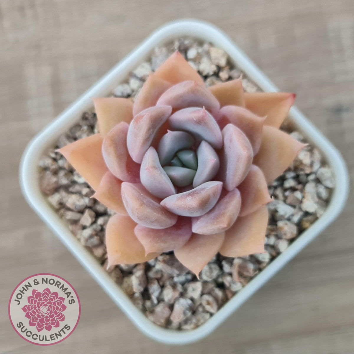 Echeveria 'Pink Ice'