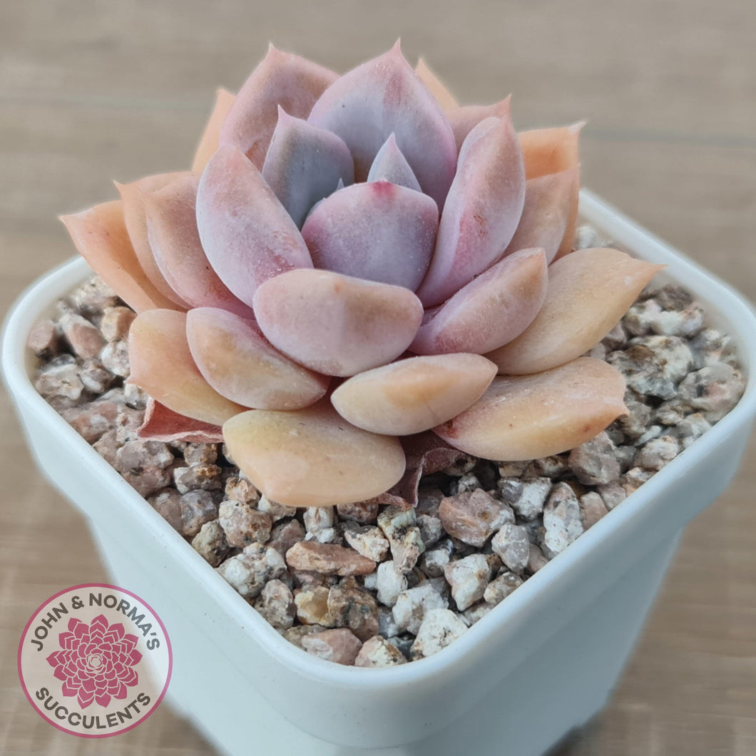 Echeveria 'Pink Ice' - John & Norma's Succulents Australia