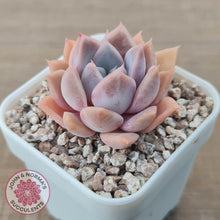 Load image into Gallery viewer, Echeveria &#39;Pink Ice&#39; - John &amp; Norma&#39;s Succulents Australia
