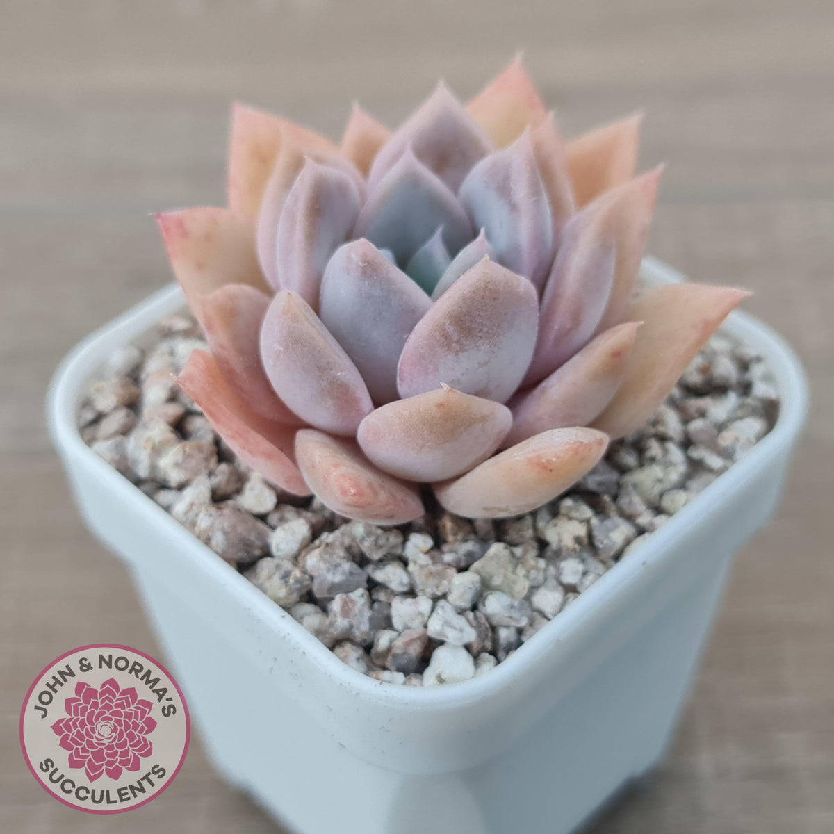 Echeveria 'Pink Ice'