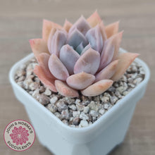 Load image into Gallery viewer, Echeveria &#39;Pink Ice&#39; - John &amp; Norma&#39;s Succulents Australia
