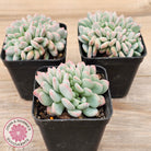 Echeveria 'Pink Jenny' Crested