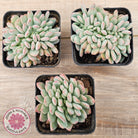Echeveria 'Pink Jenny' Crested
