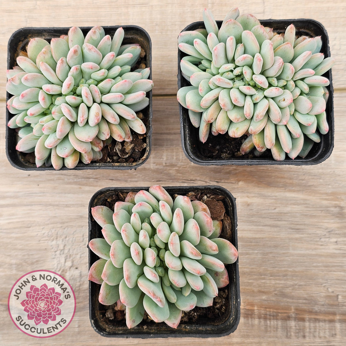 Echeveria 'Pink Jenny' Crested