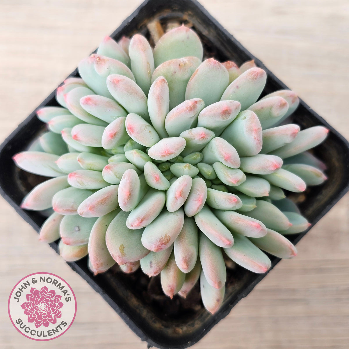 Echeveria 'Pink Jenny' Crested