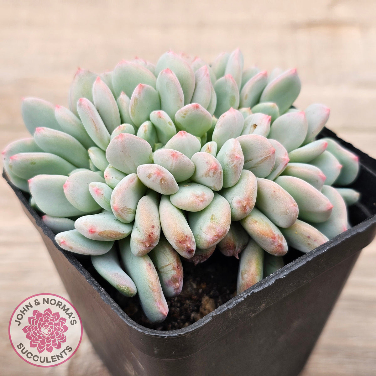 Echeveria 'Pink Jenny' Crested