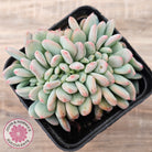 Echeveria 'Pink Jenny' Crested