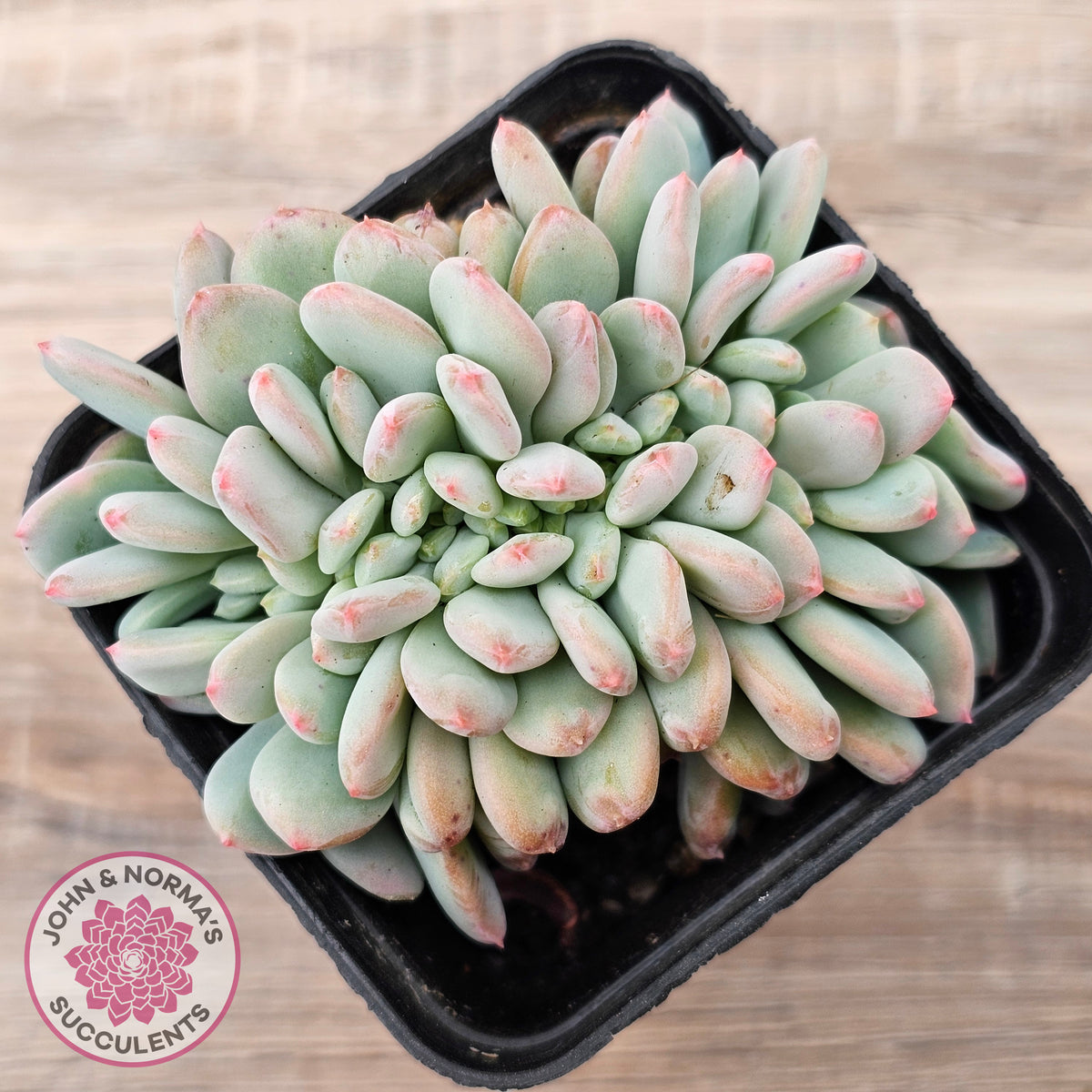 Echeveria 'Pink Jenny' Crested