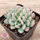 Echeveria 'Pink Jenny' Crested