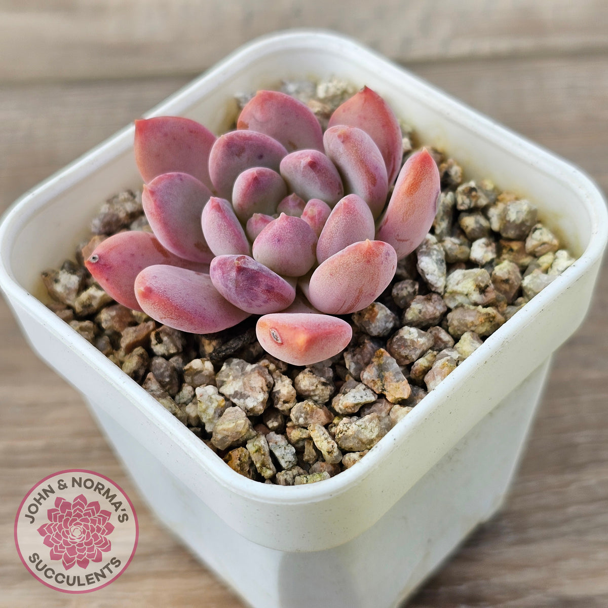 Echeveria 'Pink Jenny'