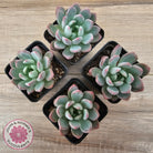 Echeveria 'Pink Jenny'