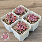 Echeveria 'Pink Jenny'