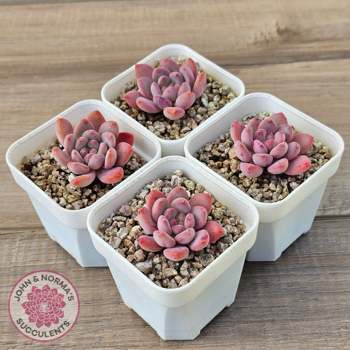 Echeveria 'Pink Jenny'