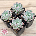 Echeveria 'Pink Jenny'