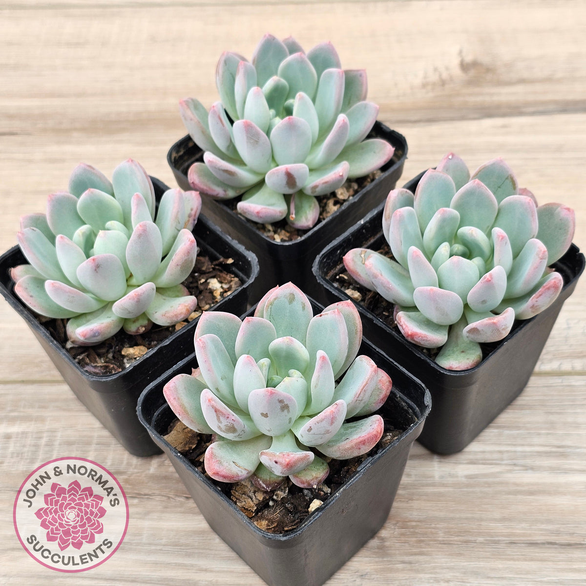 Echeveria 'Pink Jenny'