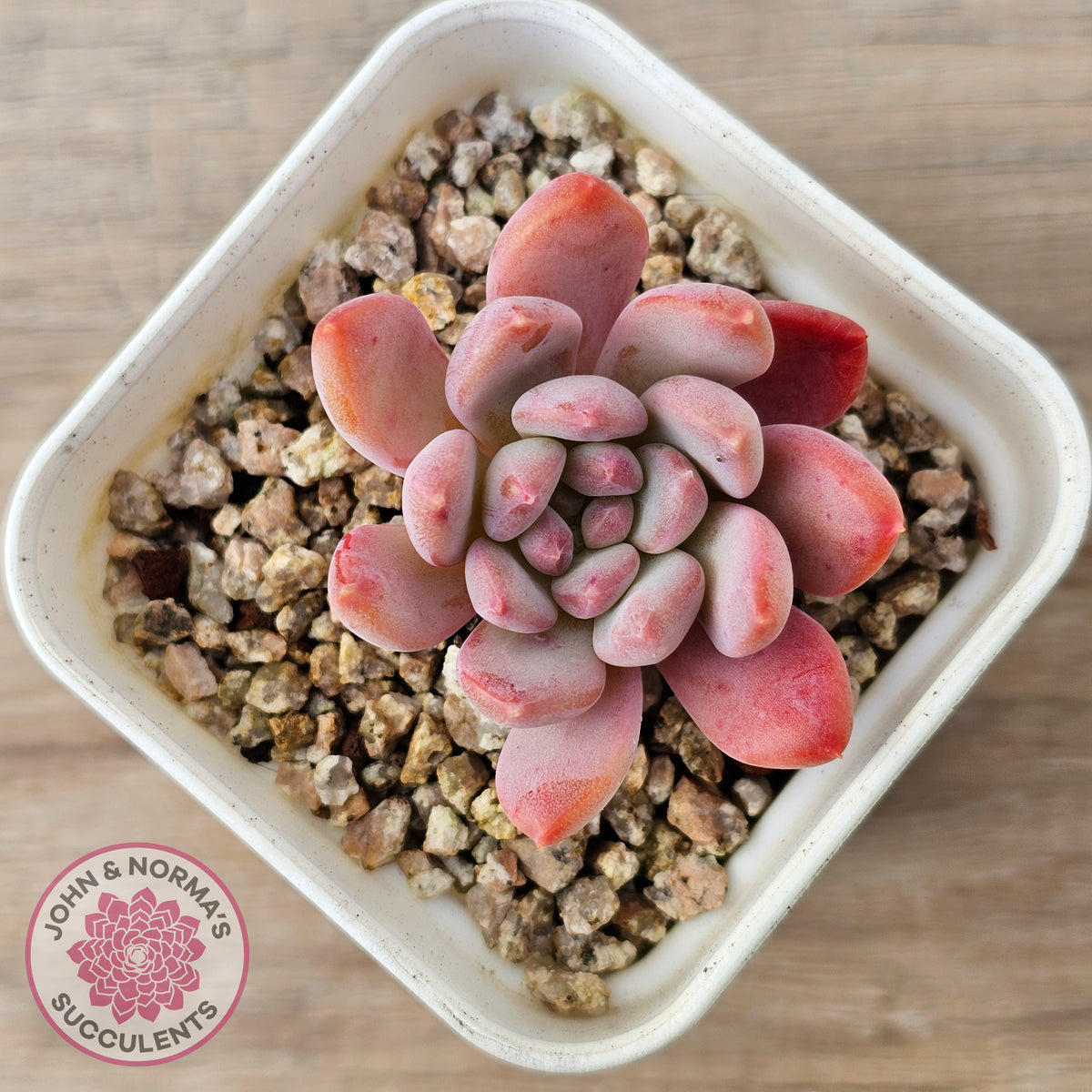 Echeveria 'Pink Jenny'