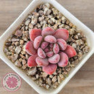 Echeveria 'Pink Jenny'