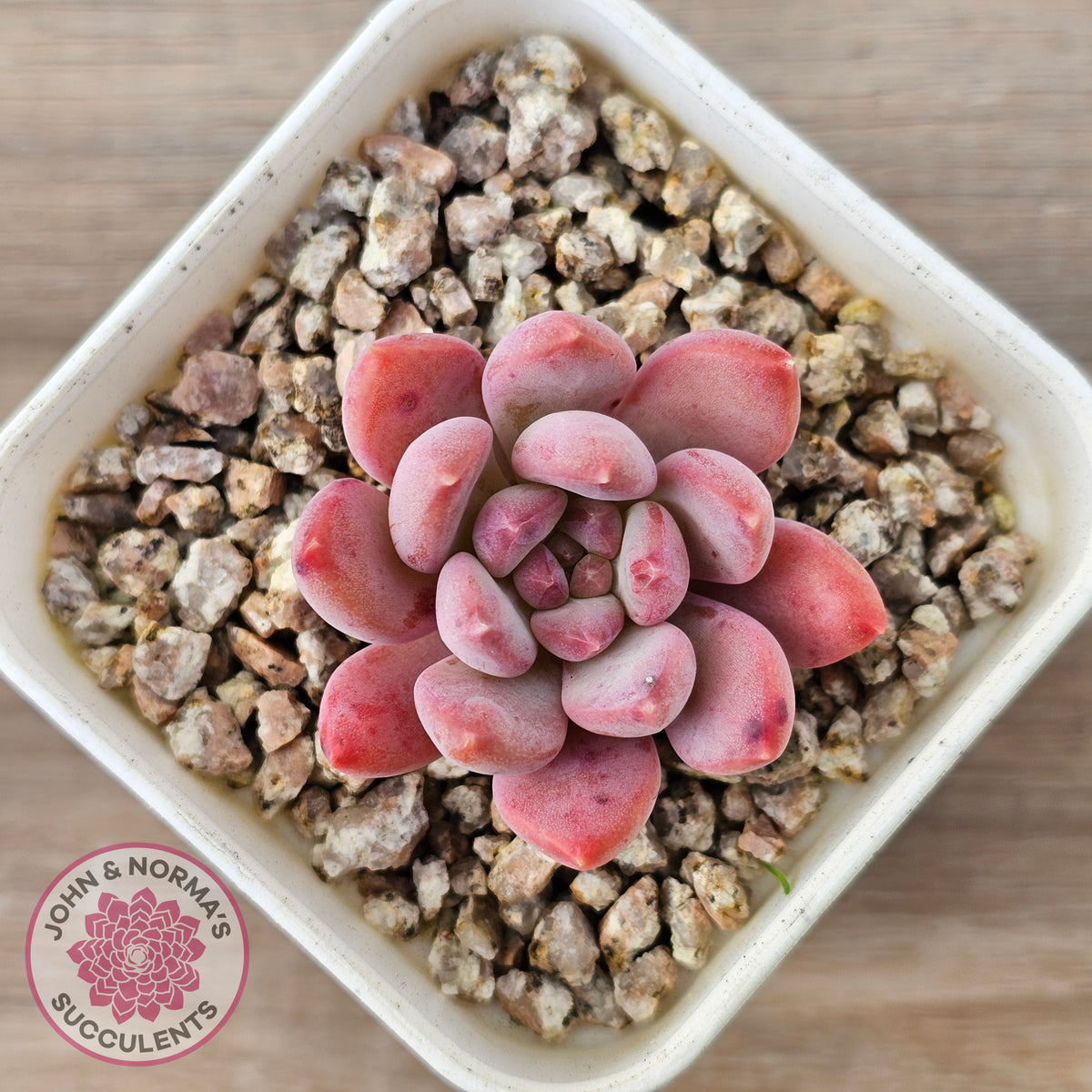 Echeveria 'Pink Jenny'