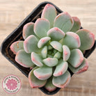 Echeveria 'Pink Jenny'
