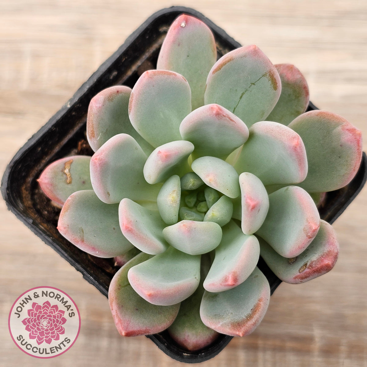 Echeveria 'Pink Jenny'
