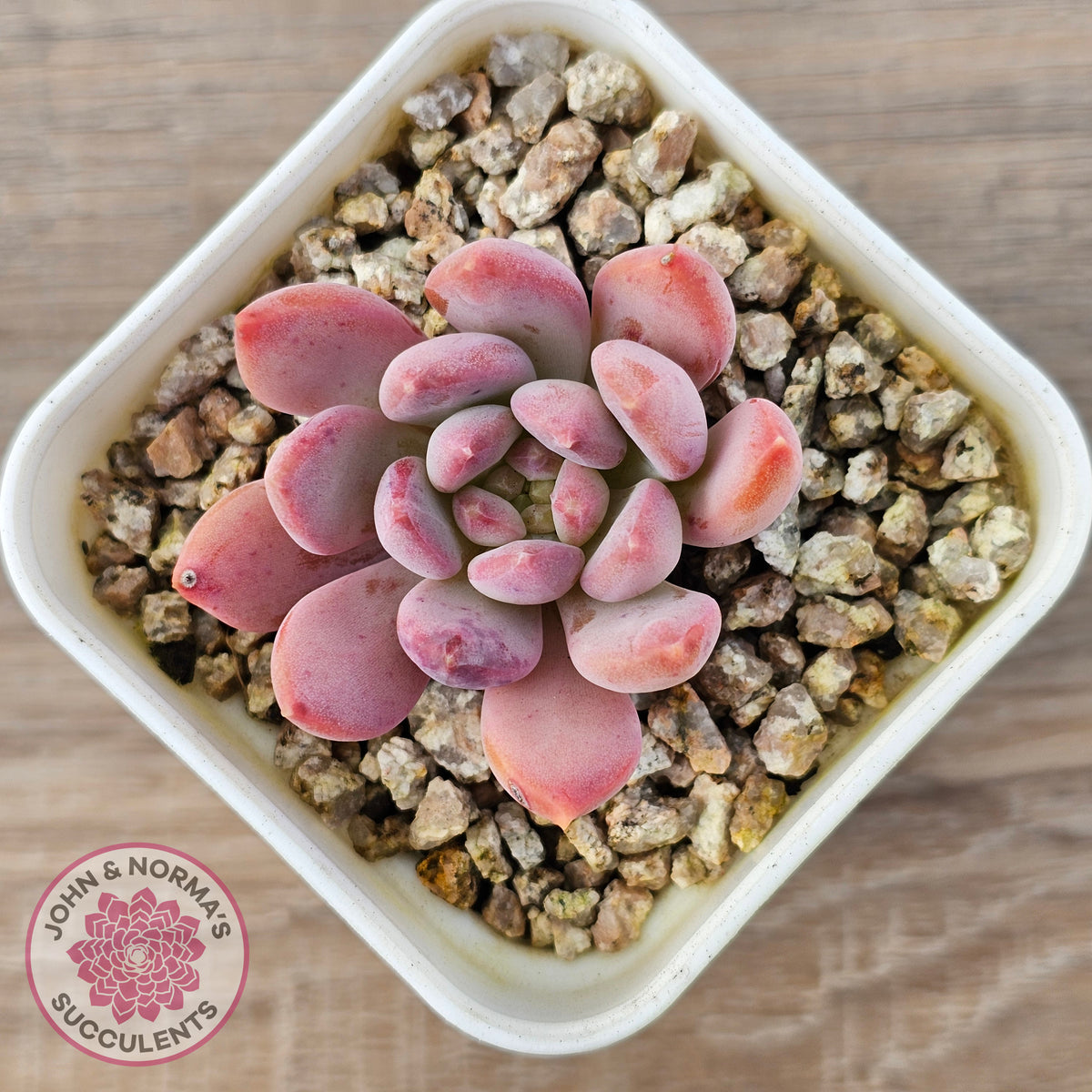 Echeveria 'Pink Jenny'