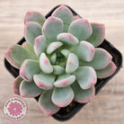 Echeveria 'Pink Jenny'