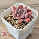Echeveria 'Pink Jenny'