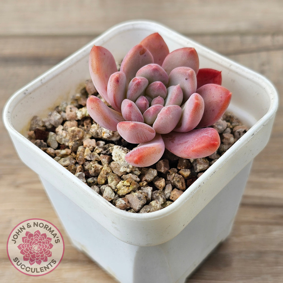 Echeveria 'Pink Jenny'