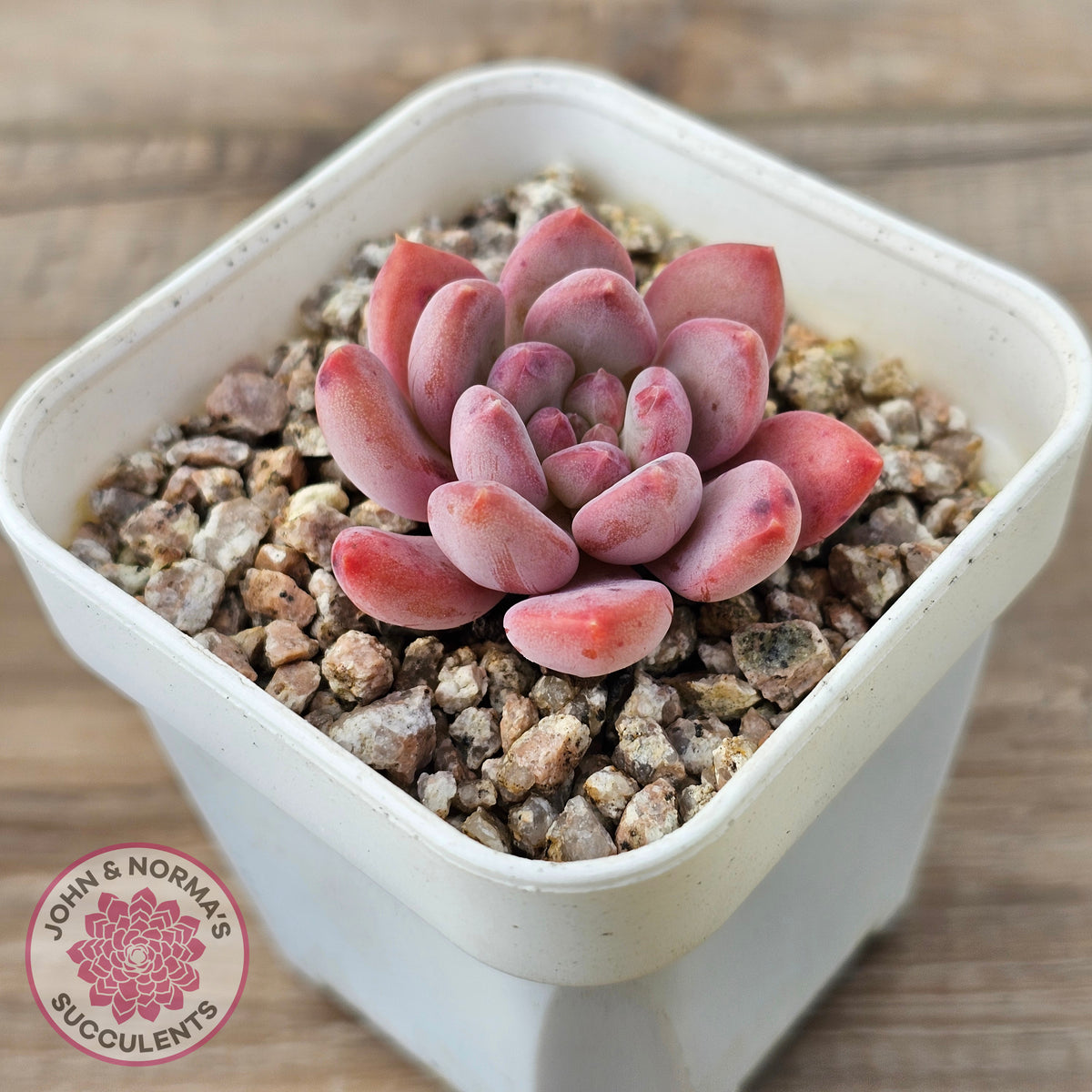 Echeveria 'Pink Jenny'