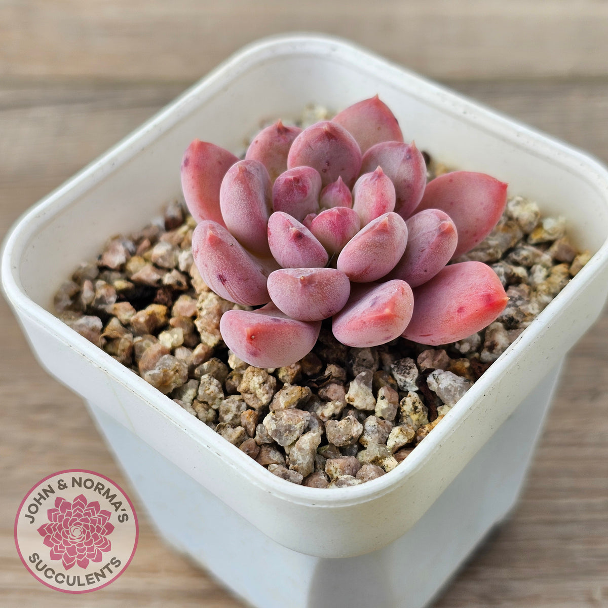 Echeveria 'Pink Jenny'