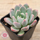 Echeveria 'Pink Jenny'