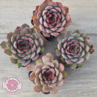 Echeveria 'Pink Lady'