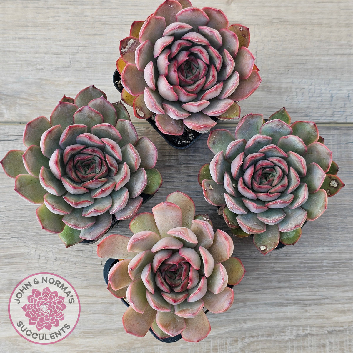 Echeveria 'Pink Lady'