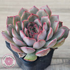 Echeveria 'Pink Lady'