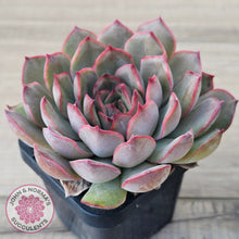 Load image into Gallery viewer, Echeveria &#39;Pink Lady&#39;
