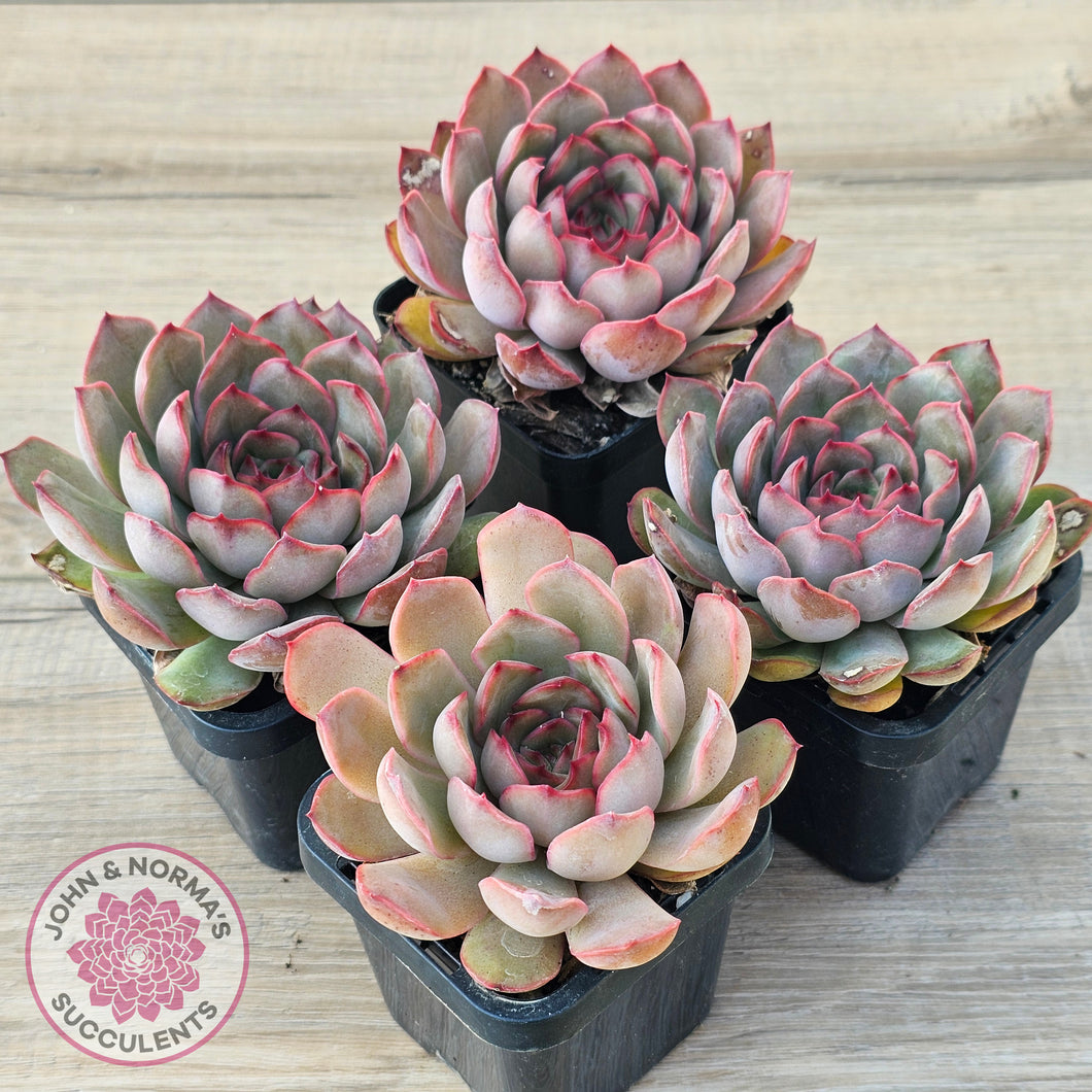 Echeveria 'Pink Lady'