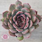 Echeveria 'Pink Lady'