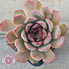 Echeveria 'Pink Lady'