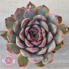 Echeveria 'Pink Lady'