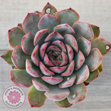 Load image into Gallery viewer, Echeveria &#39;Pink Lady&#39;
