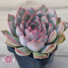 Echeveria 'Pink Lady'