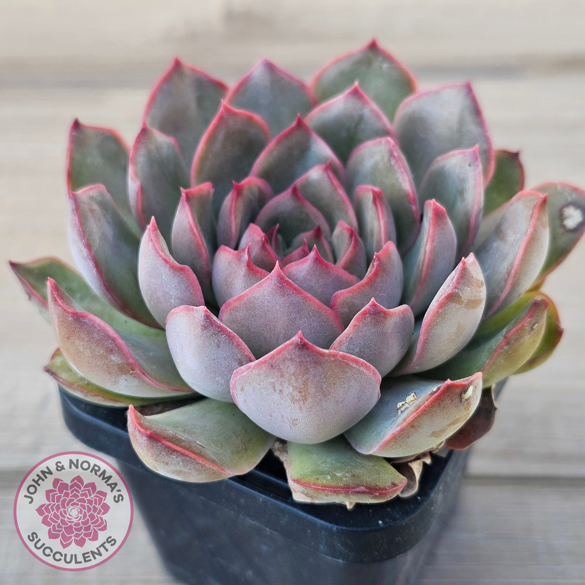 Echeveria 'Pink Lady'