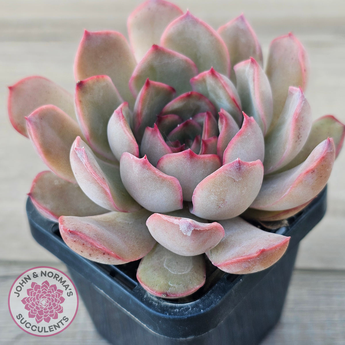 Echeveria 'Pink Lady'