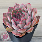 Echeveria 'Pink Lady'