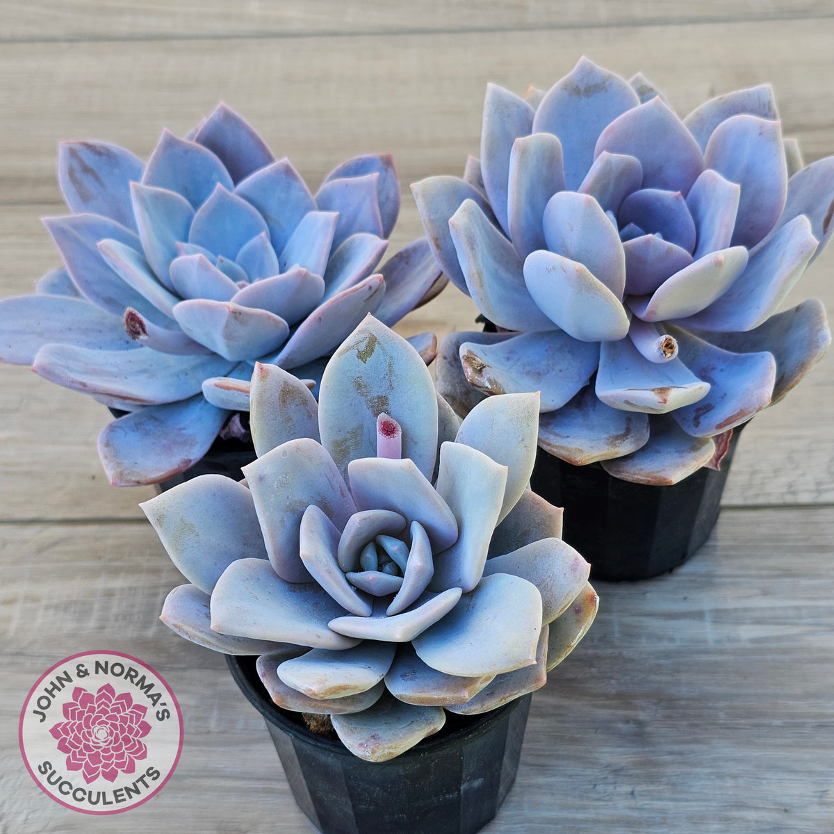 Echeveria 'Pink Laui'