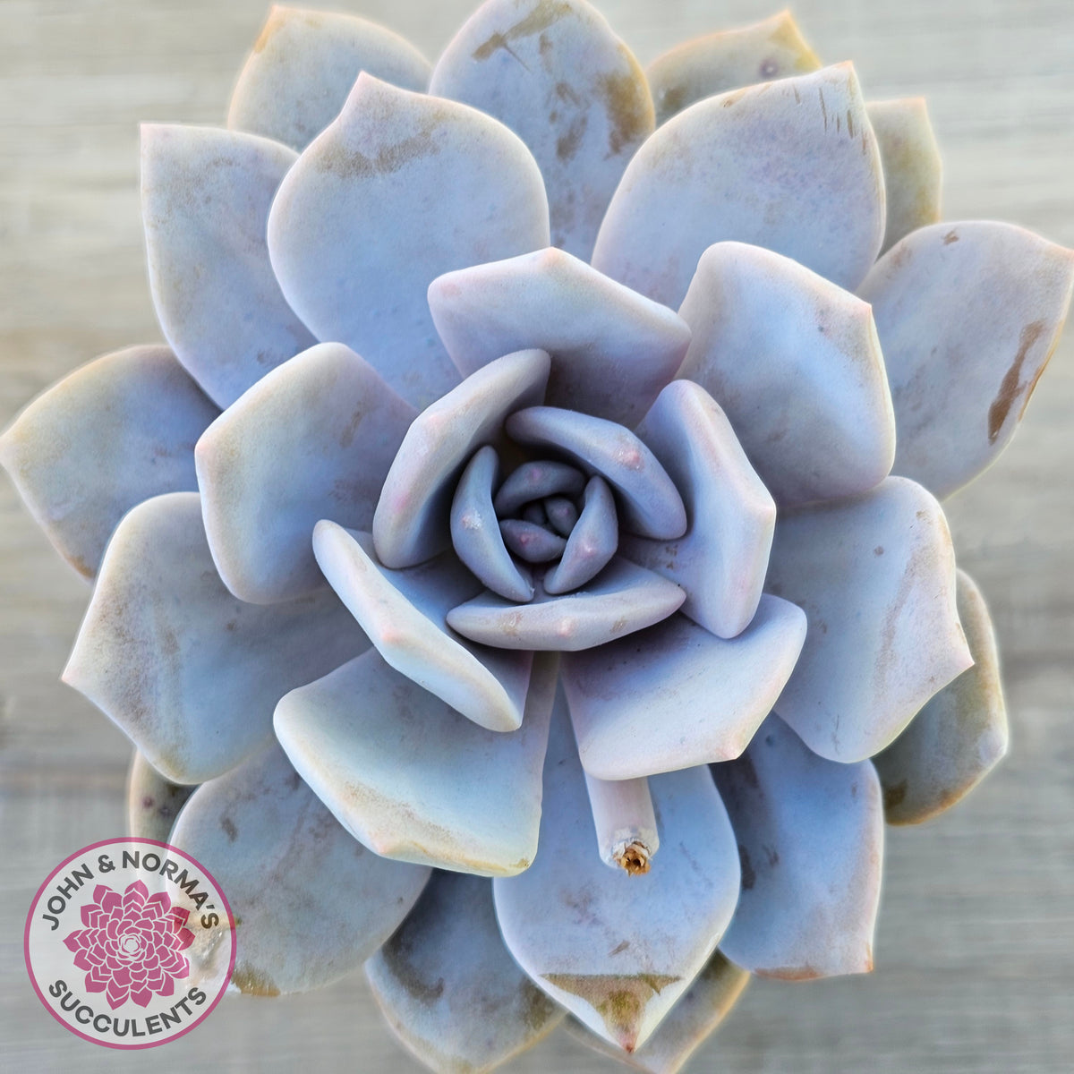 Echeveria 'Pink Laui'