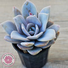 Echeveria 'Pink Laui'