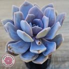 Echeveria 'Pink Laui'